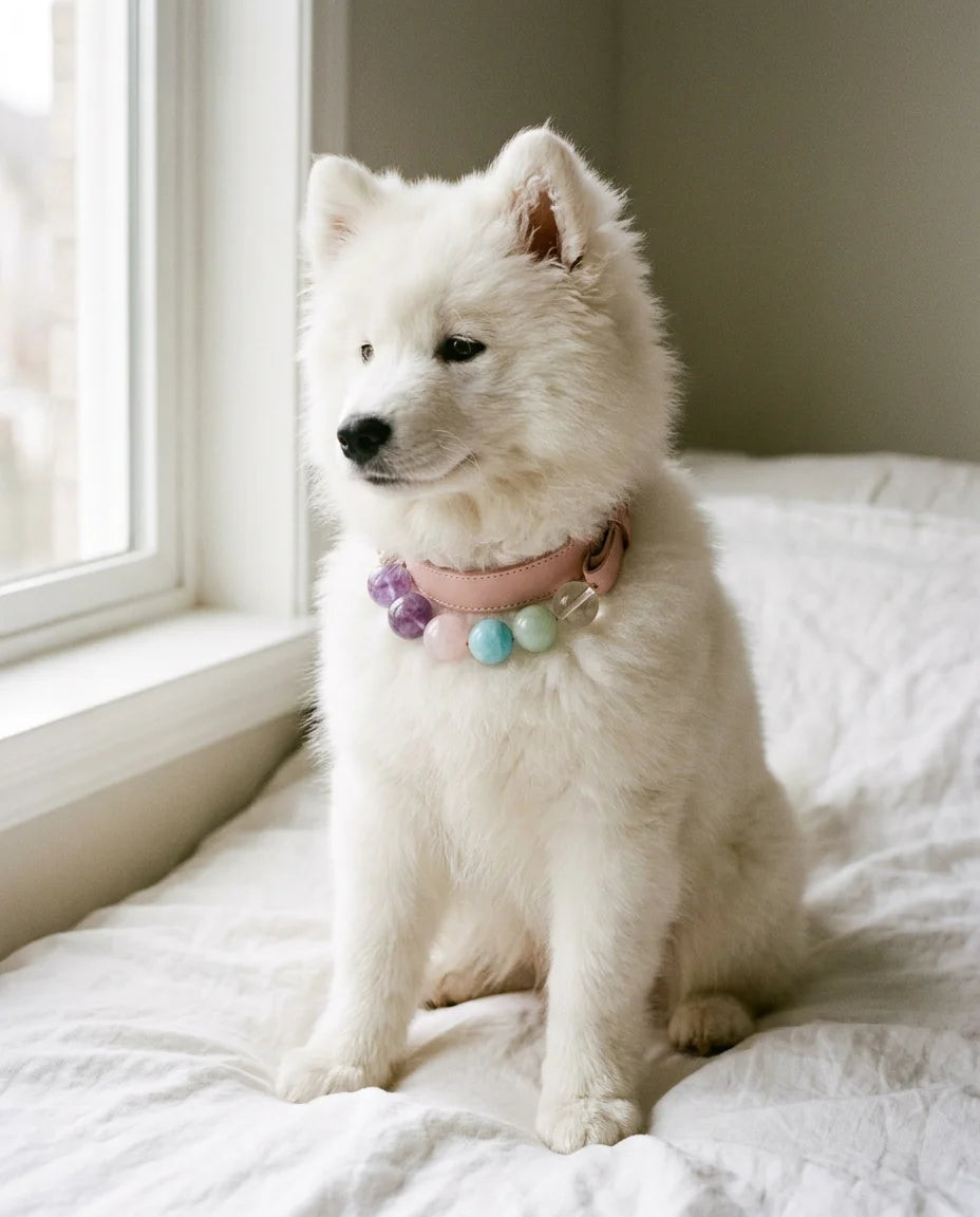 Rainbow Crystal Energy Pet Collar - lifestyle photo with white Samoyed